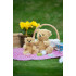 CLASSIC JOINTED TEDDY BEAR
